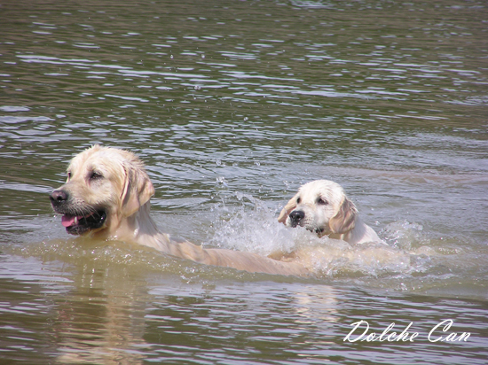 Koda y Leia